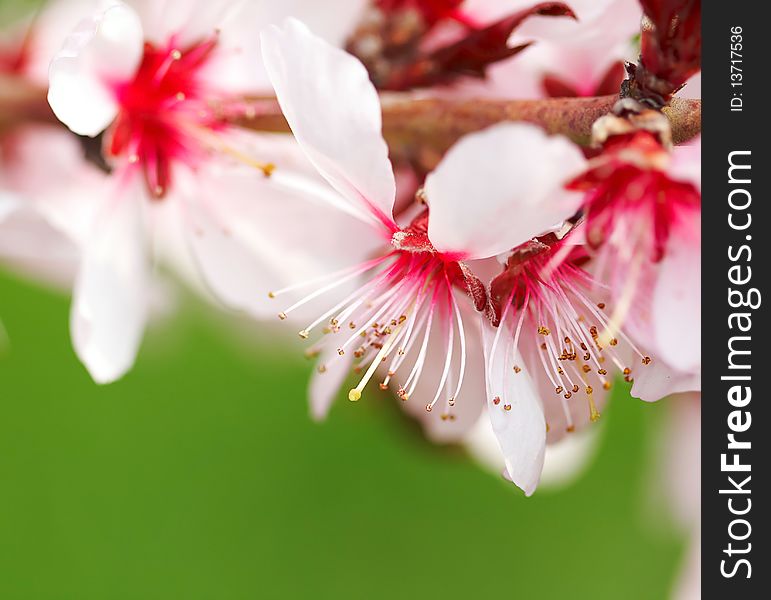 Beautiful pink tree flowers in spring. Macro. Beautiful pink tree flowers in spring. Macro.