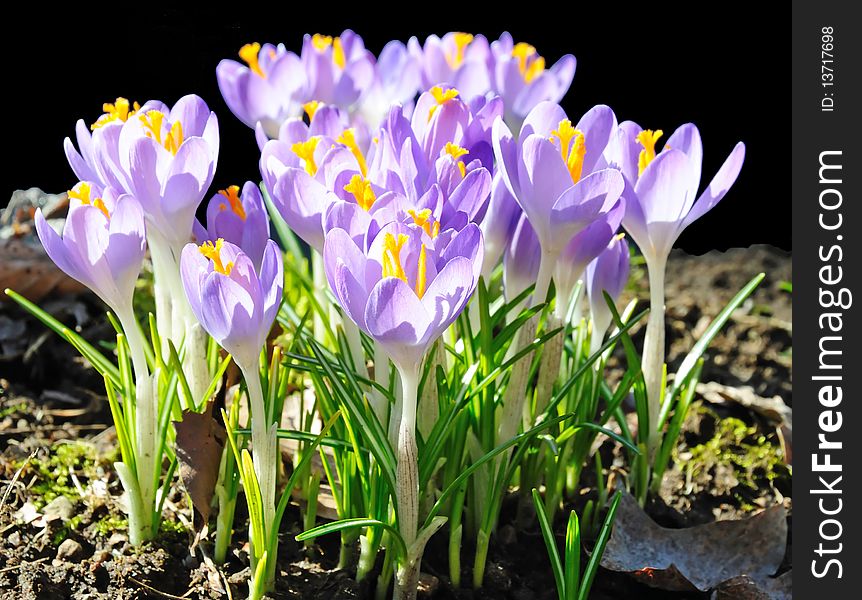 A group of spring crocus flowers