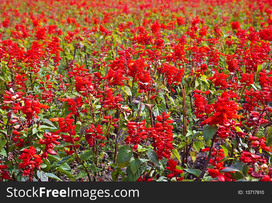 Lots of red flowers