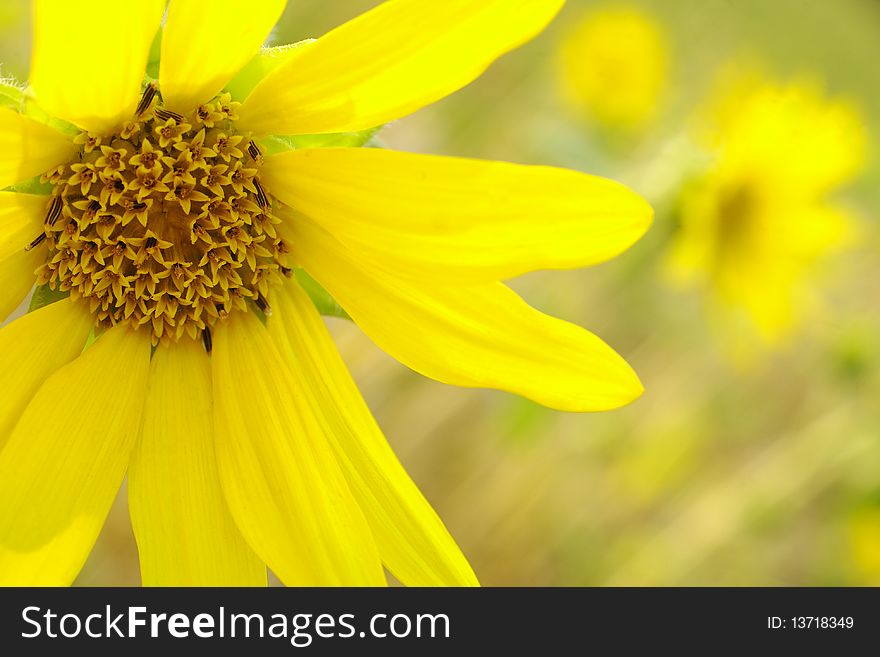 A yellow flower - a close up of his pestles and stamens