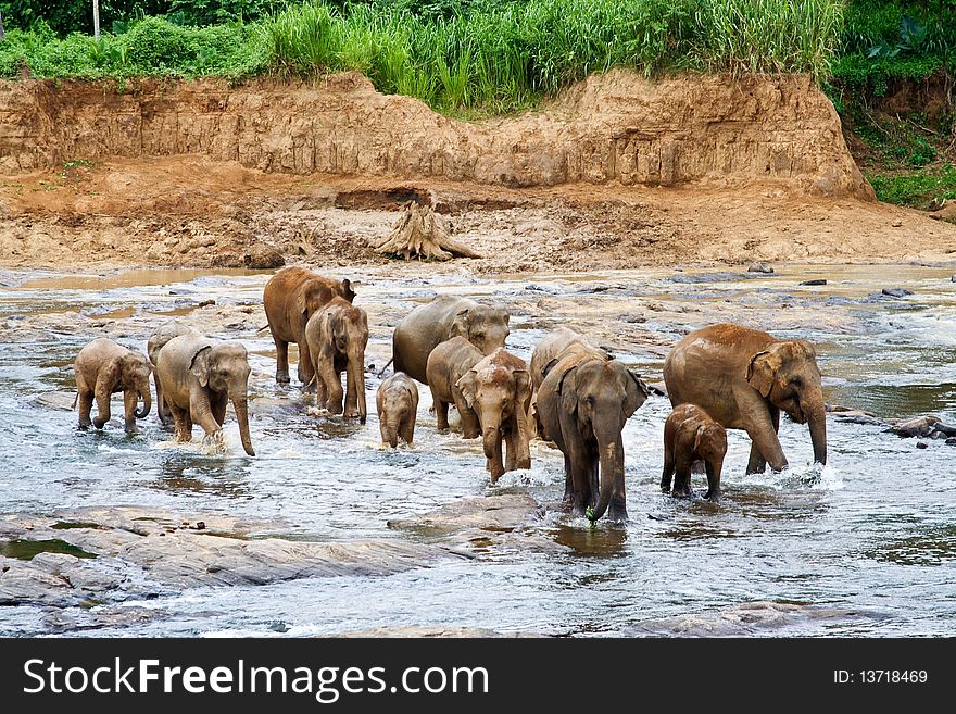 Flock of elefants are crossing the river near Pinnawela