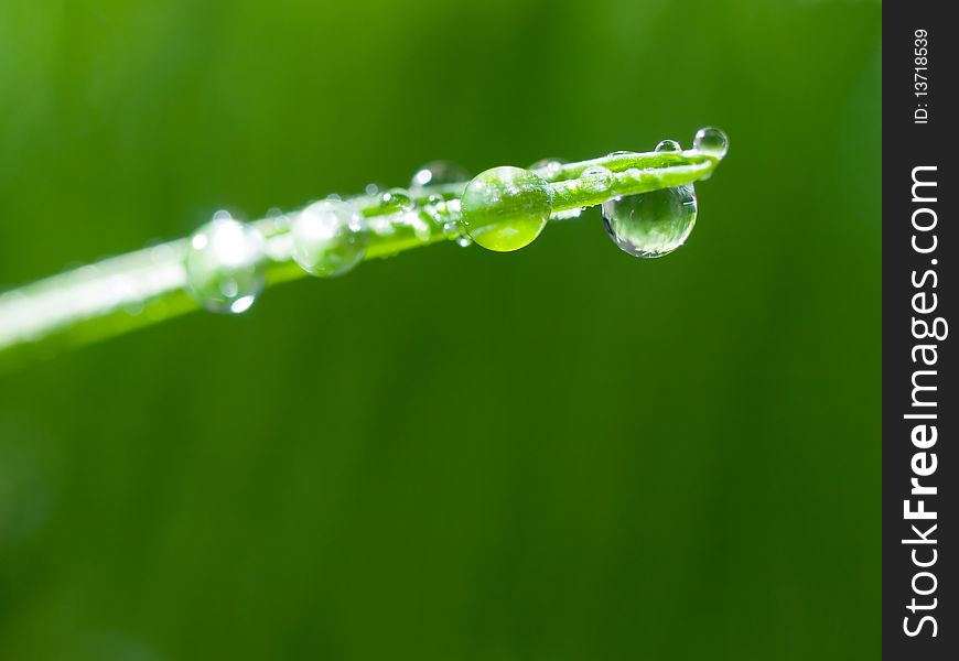 Dew on green grass (close-up). Dew on green grass (close-up).