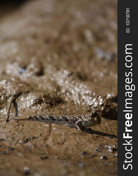 An mudskipper on a sand bank