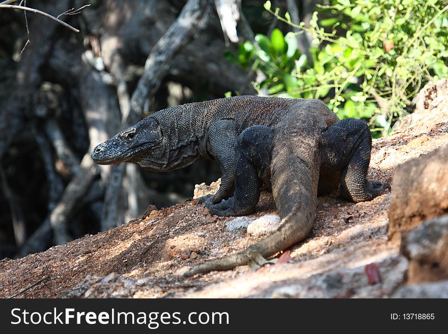 Komodo dragon in the wild (Komodo island)