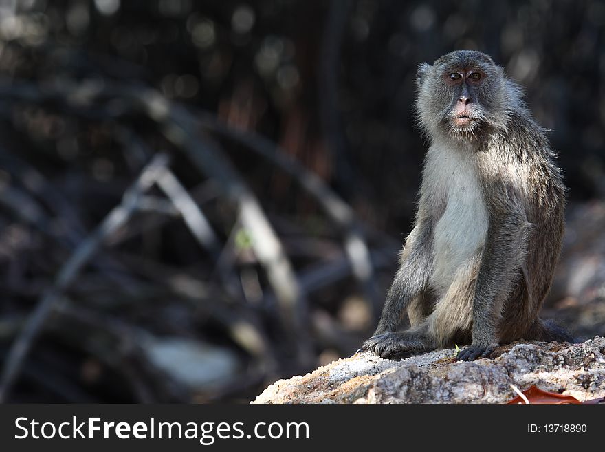 Long tailed macaque living between komodo dragons