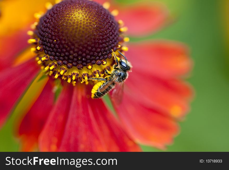 Bee on red sunbride flower. Bee on red sunbride flower