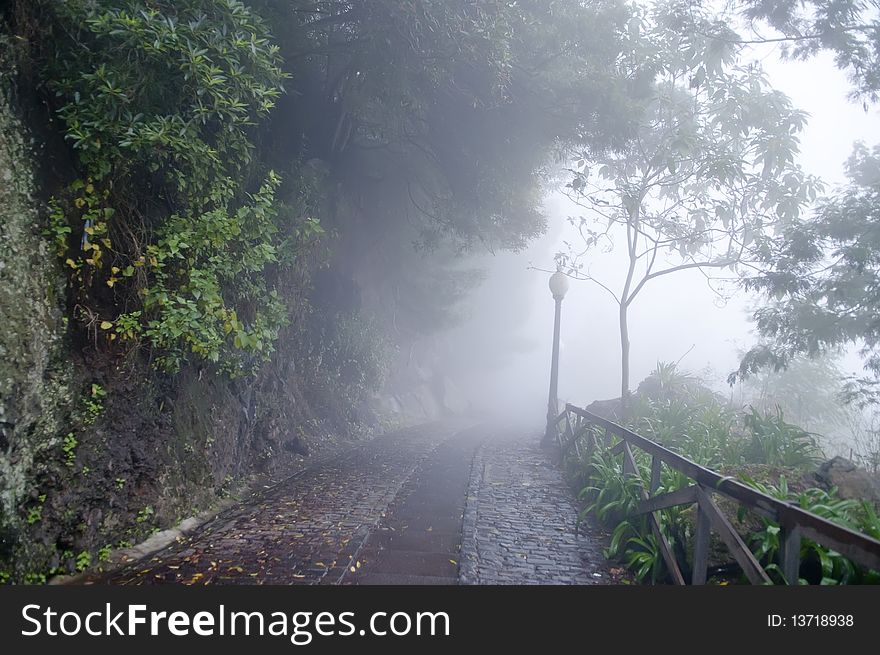 Misty road in park on Madeira, Portugal