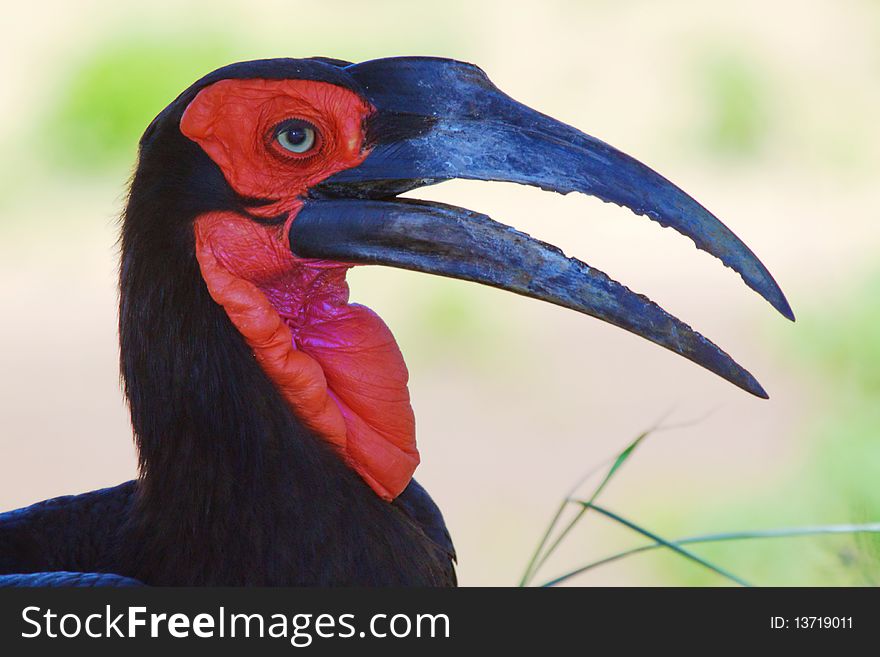 Profile of a Southern Ground-Hornbill