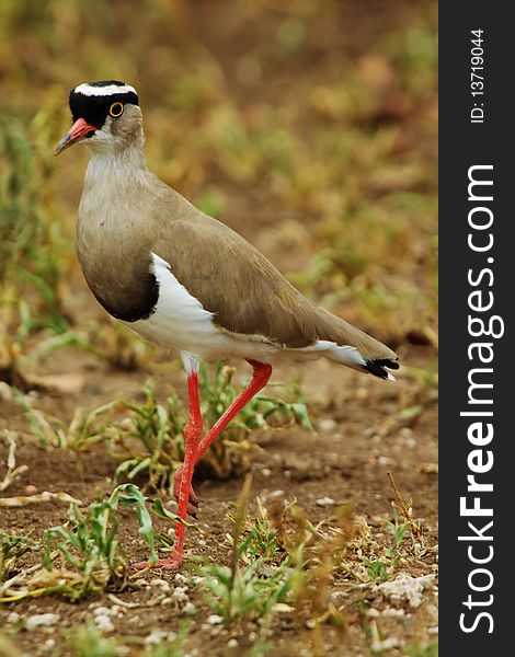 A Crowned Plover standing motionless