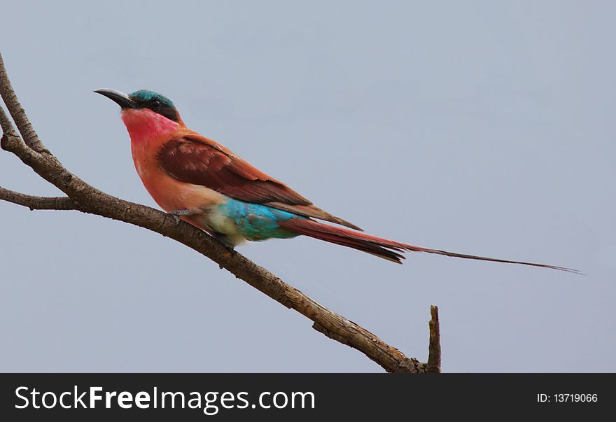 Adult Carmine Bee-eater sitting on it's hunting perch