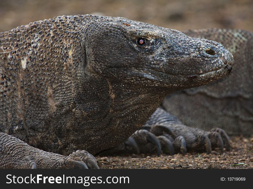 Big komodo dragon near Flores islands