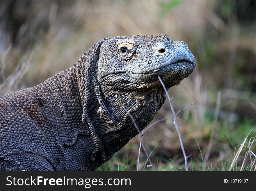 Komodo dragon