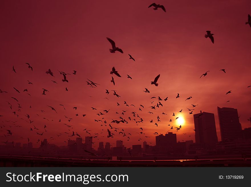 City Of Dusk And Group Of A Bird