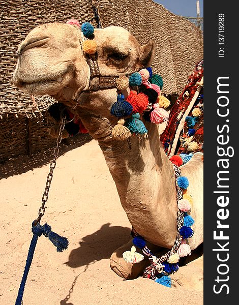 Portrait of beautiful camel, Makadi bay, Egypt