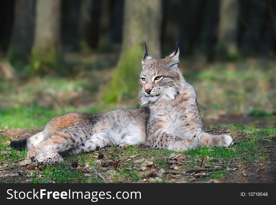 Eurasian Lynx (Lynx Lynx)