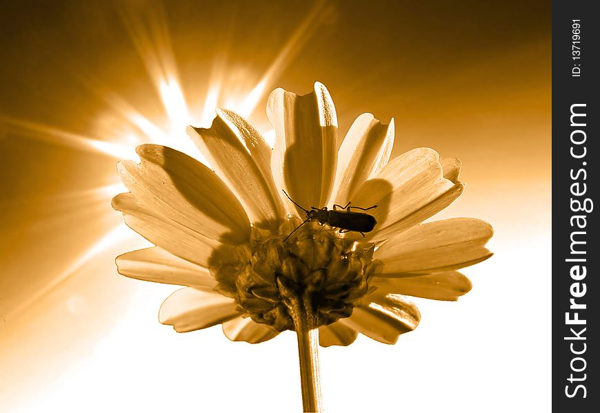 Flower chrysanthemum on solar background