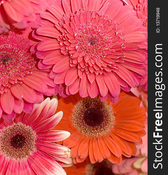 Beautiful fresh flowers in a bouquet background