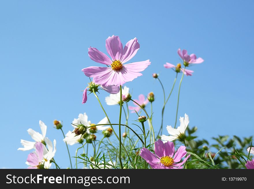 Colorful daisies on blue sky. Colorful daisies on blue sky