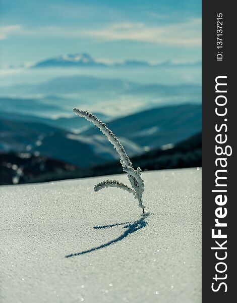 Beautiful Plant is making shadow on the snow. In the background there is a great winter scenery. Beautiful Plant is making shadow on the snow. In the background there is a great winter scenery.