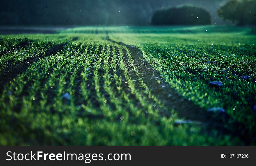 Corn field on an autumn evening on sunset while the sun is flareing into the lense with dust particles, warm and green
