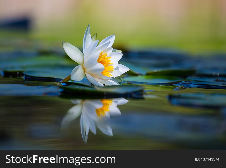 Closeup White Lily On The Summer River