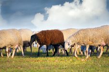 Sheeps Royalty Free Stock Photography