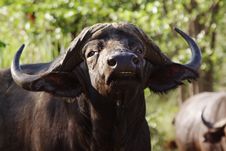Cape Buffalo Stock Photos Cape Buffalo Stock Photos