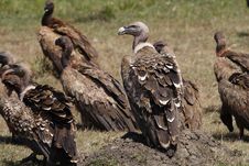 Rüppell S Griffon Vulture, Masai Mara, Kenya Stock Photos Rüppell S Griffon Vulture, Masai Mara, Kenya Stock Photos