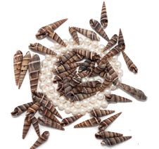 Neckchain With Seashells Stock Image Neckchain With Seashells Stock Image