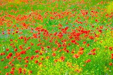 Poppy Field Stock Photos Poppy Field Stock Photos