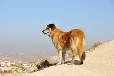 On Patrol Royalty Free Stock Image On Patrol Royalty Free Stock Image