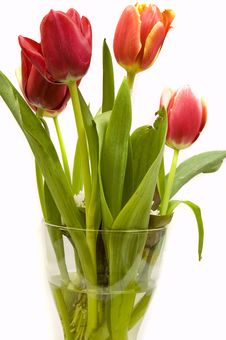 Tulips Bouquet Royalty Free Stock Photo