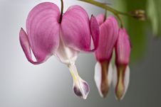 Bleeding Heart Royalty Free Stock Photos Bleeding Heart Royalty Free Stock Photos
