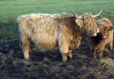 Highland Cow And Calf Stock Photo