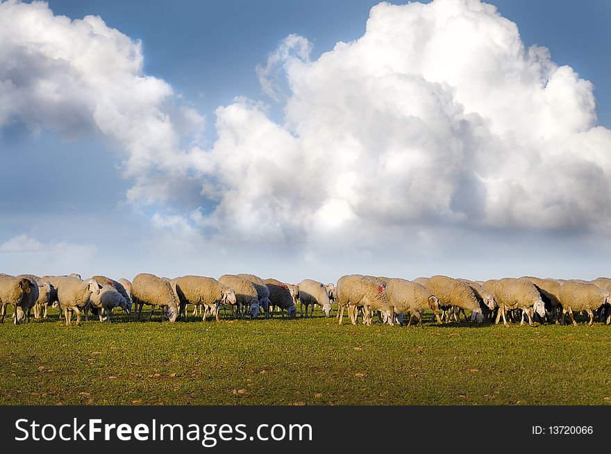 Shepherd with sheeps in a meadow