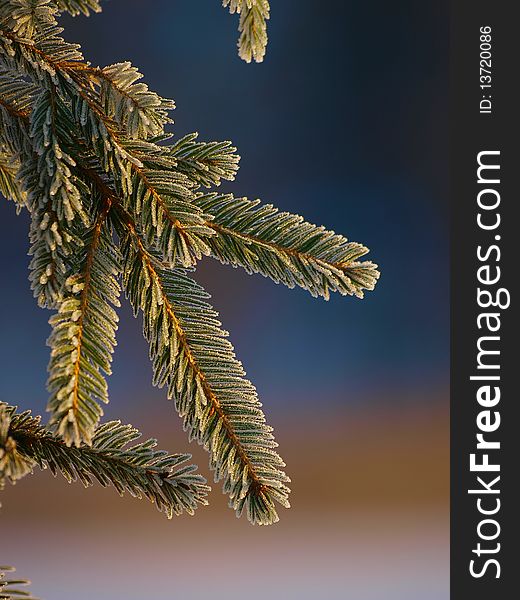 Spruce branch. Blue sky in the background. Winter season