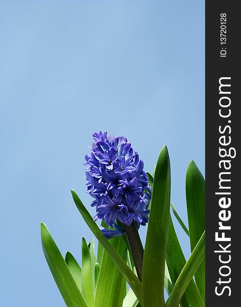 Some Spring hyacinths with blue sky