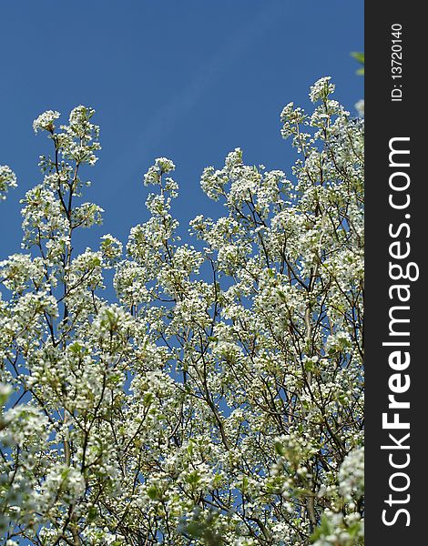 A Blooming tree with white flowers