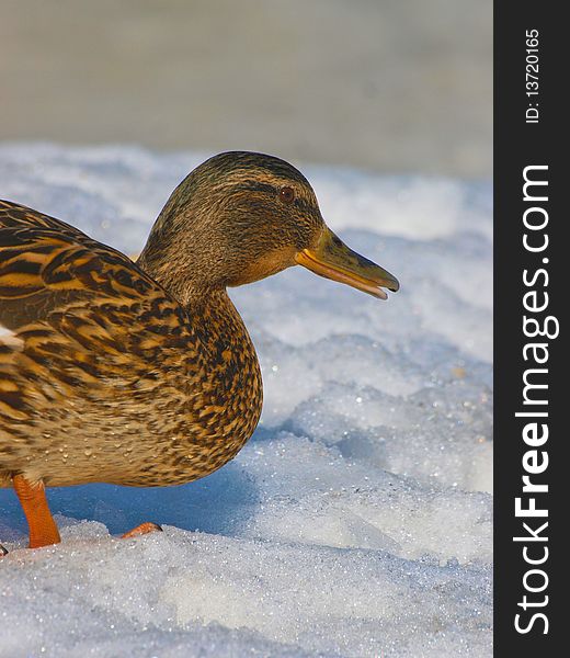 Female mallard duck. Standing in the snow. Winter season