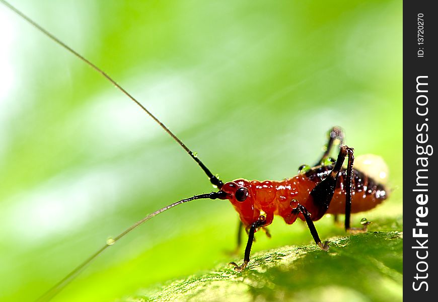 Grasshopper larva mix with green color