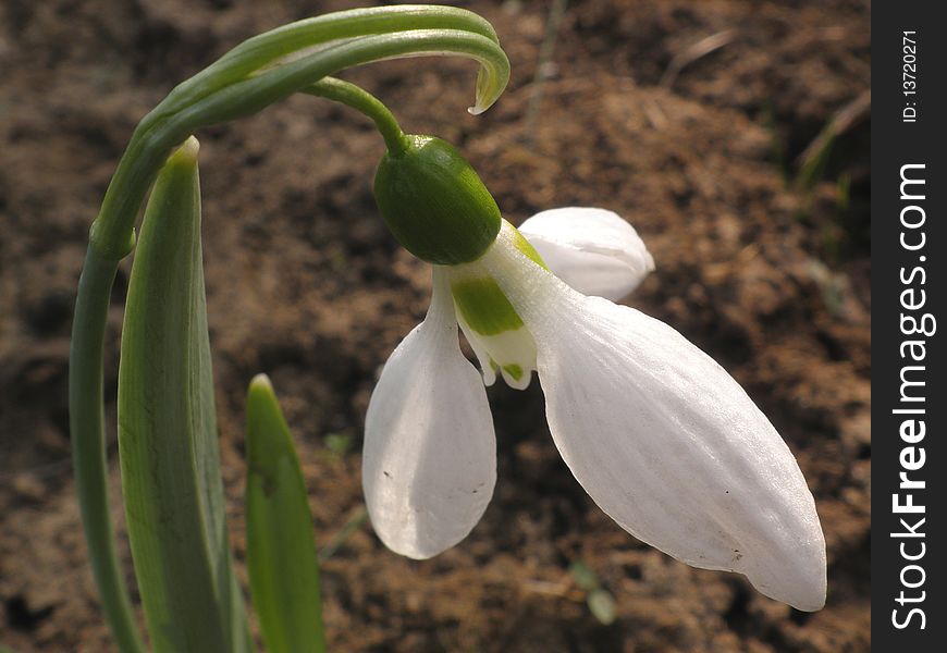 Snowdrop macro in the garden