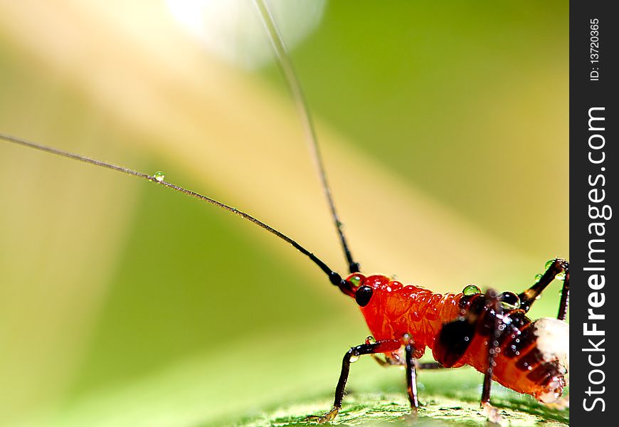 Grasshopper larva