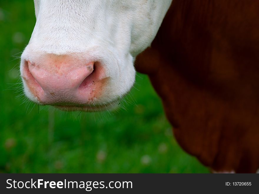 Close-up of a nose cow