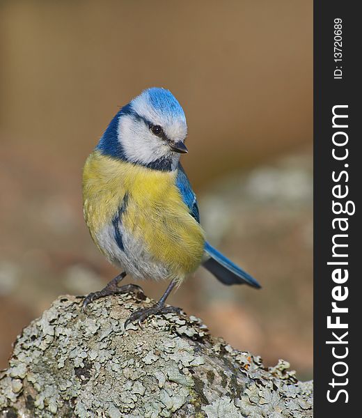 Blue Tit, Cyanistes caeruleus. Sitting on a rock. Close up