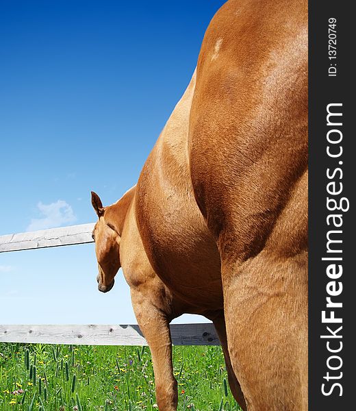 Beautiful palomino horse looking at greener grass and better pasture through fence. Beautiful palomino horse looking at greener grass and better pasture through fence.