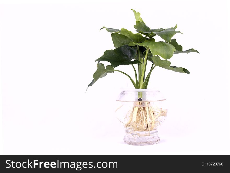 Soiless cultured green plant on white background. Soiless cultured green plant on white background.