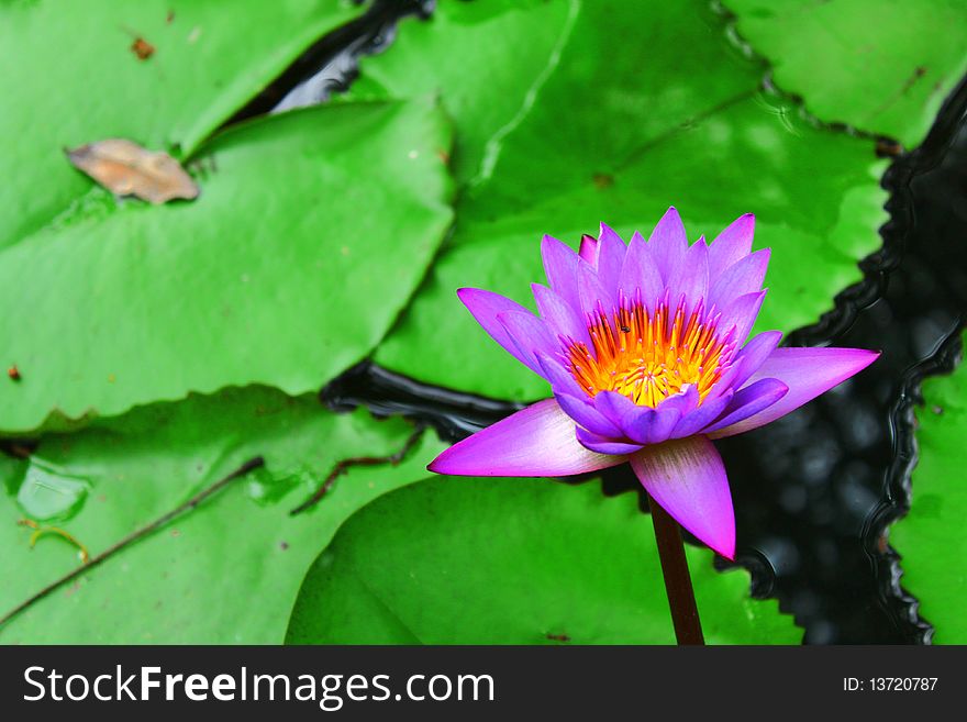 Peple lotus on the water