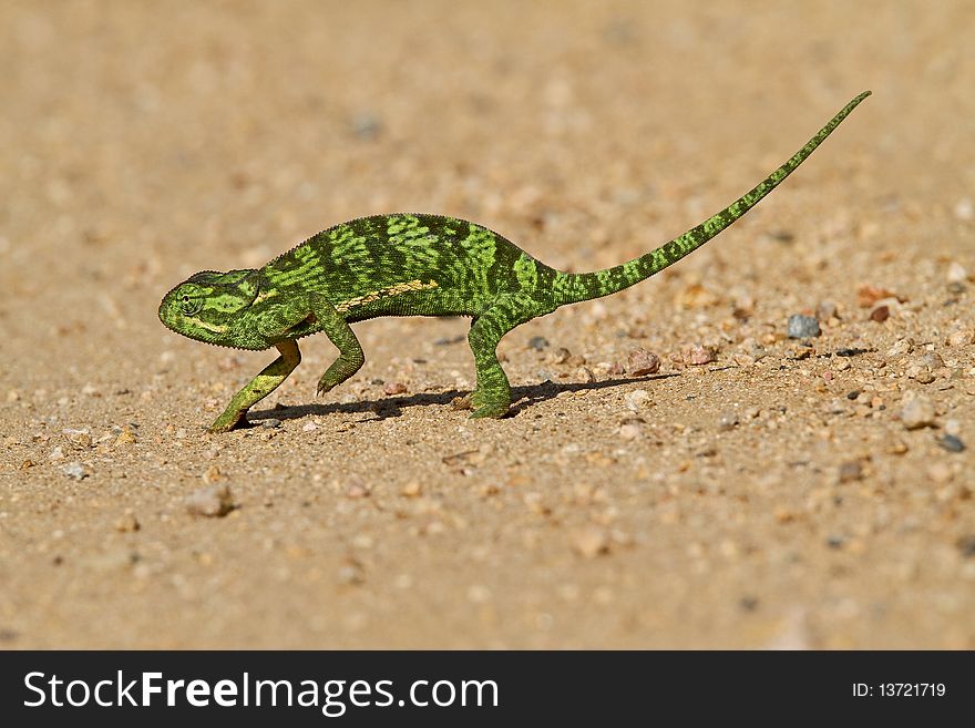 A Chameleon crossing a road in the Kruger Park