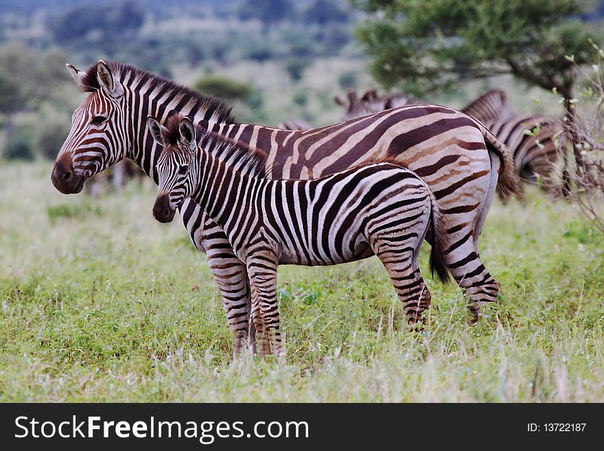 A female Zebra with young