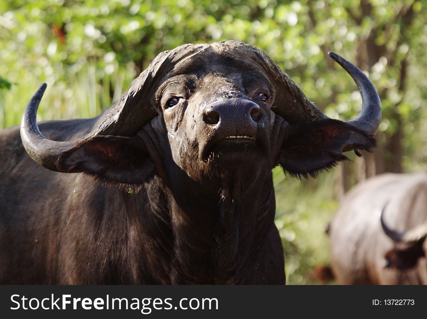 A male Cape Buffalo Smelling